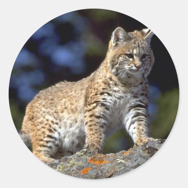 Bobcat Classic Round Sticker (Front)