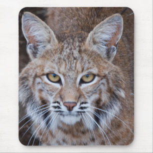 Bobcat Face Mouse Pad