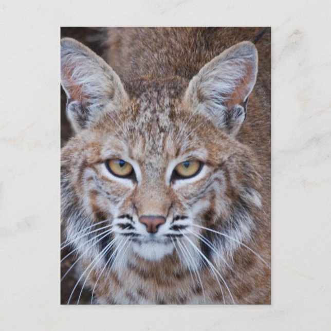 Bobcat Face Postcard (Front)
