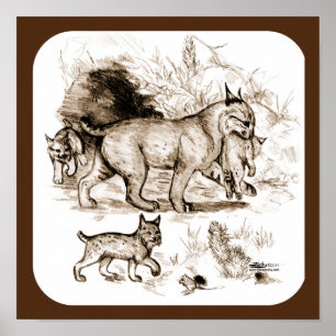 Bobcat Family Poster