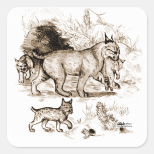 Bobcat Family Square Sticker