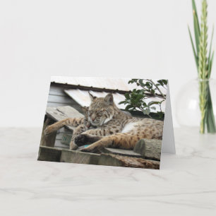 Bobcat Friends Missing You -- Let's Hang Out Card