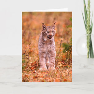 Bobcat Hunting Autumn Forest Card