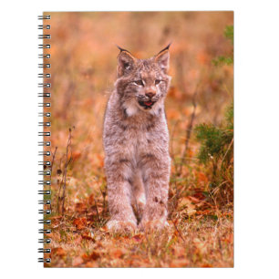 Bobcat Hunting Autumn Forest Notebook