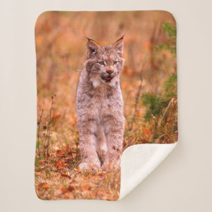 Bobcat Hunting Autumn Forest Sherpa Blanket