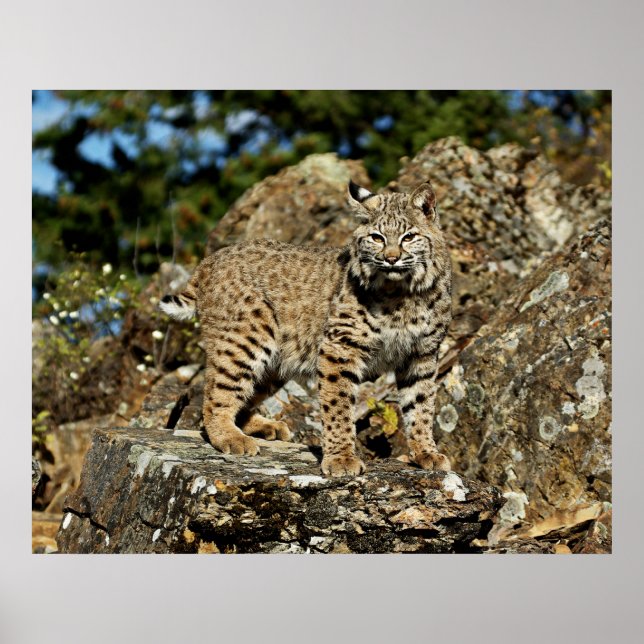 Bobcat in the Rocks Poster (Front)