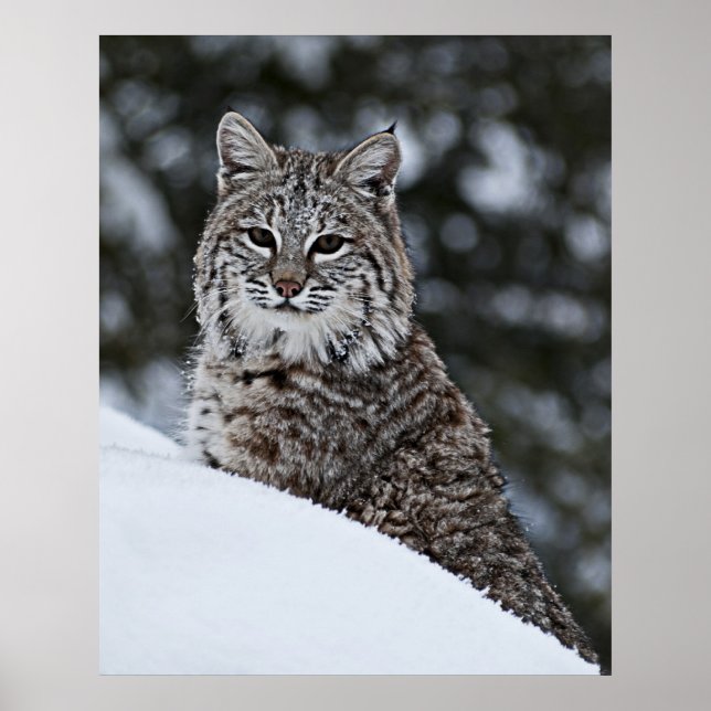Bobcat in the Snow Poster (Front)