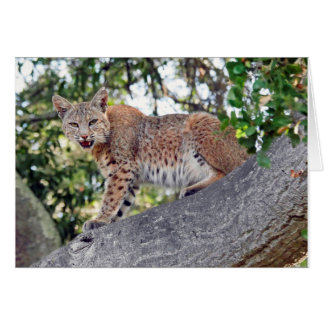 Bobcat in tree