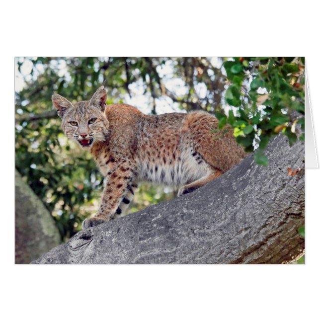 Bobcat in tree (Front Horizontal)
