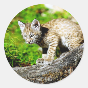 Bobcat Kitten Classic Round Sticker