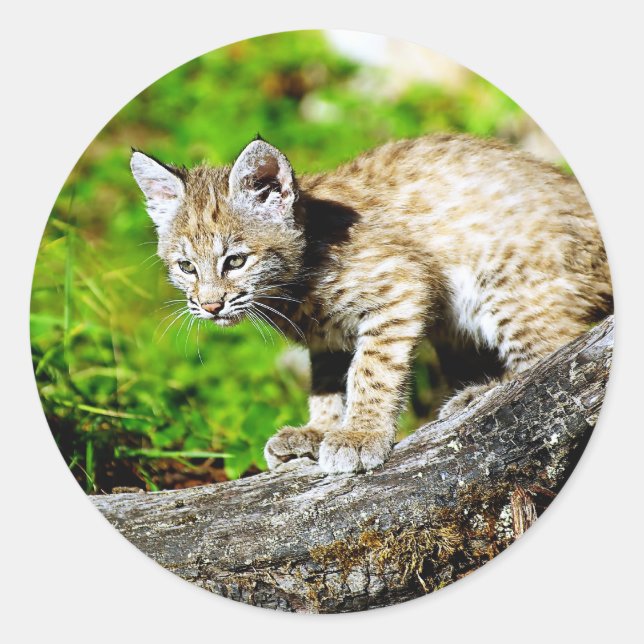 Bobcat Kitten Classic Round Sticker (Front)