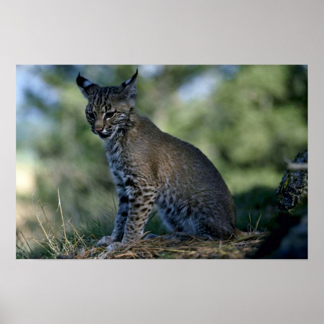 Bobcat-kitten Poster (Front)