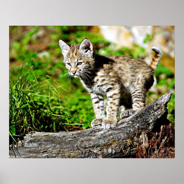 Bobcat Kitten Poster (Front)