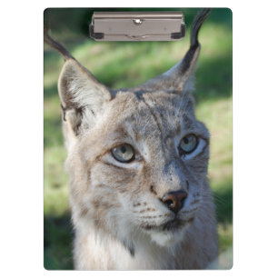 BOBCAT ~ Luchs ~ Photo Jean-Louis Glineur Clipboard