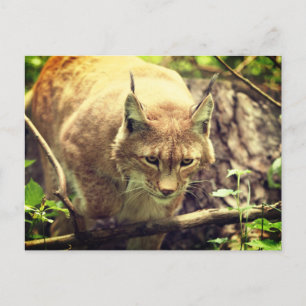 Bobcat Lynx Wild Life Animal Postcard