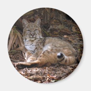 Bobcat Magnets