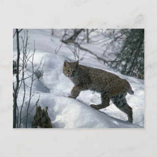 Bobcat on snow postcard