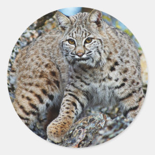 Bobcat on the Rocks Classic Round Sticker