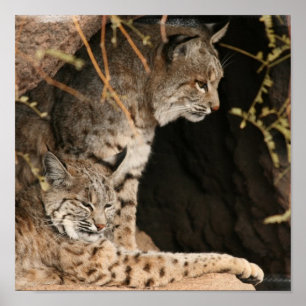 Bobcat Photo Print