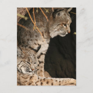 Bobcat Photos Postcard