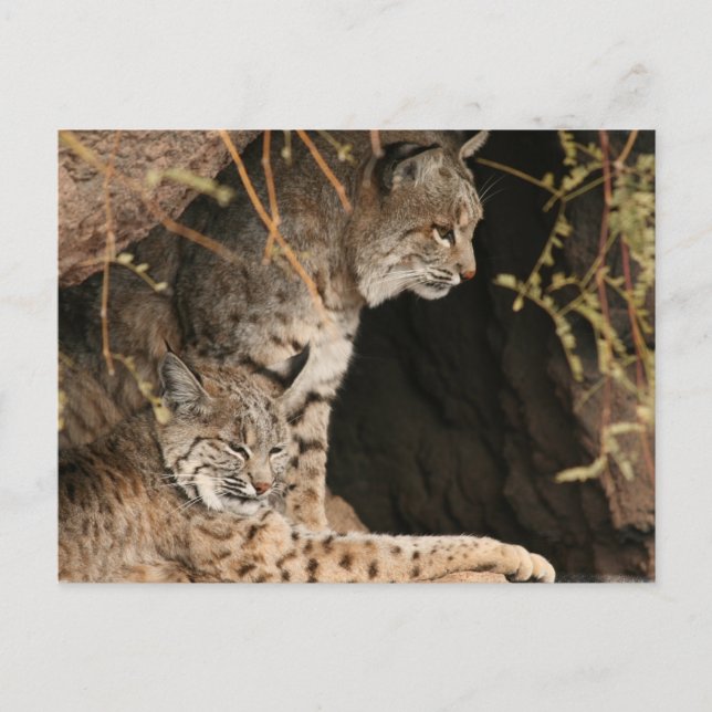 Bobcat Photos Postcard (Front)