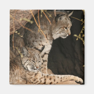 Bobcat Photos Square Magnet