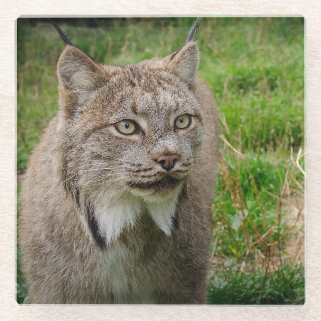 Bobcat Portrait Glass Coaster (Front)