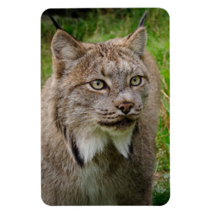 Bobcat Portrait Magnet