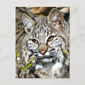 Bobcat Postcard
