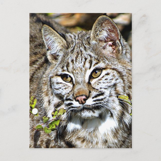 Bobcat Postcard (Front)
