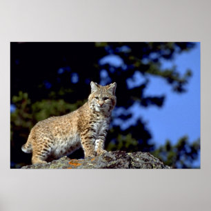 Bobcat Poster
