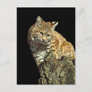 Bobcat Products from Junglewalk.com Postcard