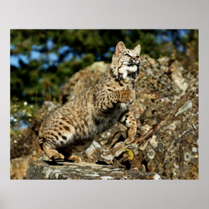 Bobcat - Ready to Pounce Poster