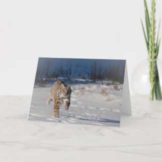Bobcat running in snow card