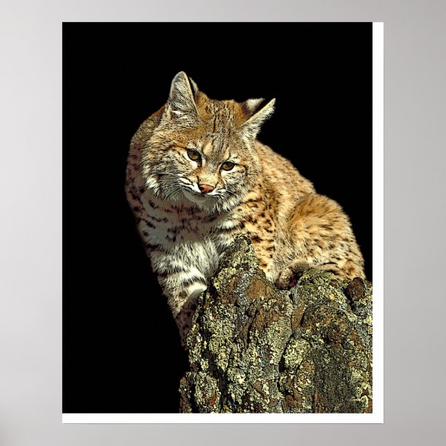 Bobcat sitting on a rock from Junglewalk.com Poster (Front)