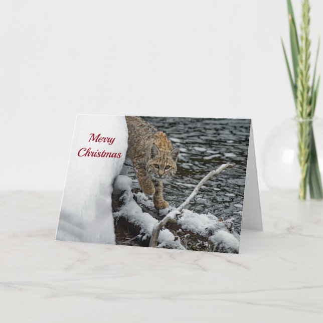 Bobcat Snow Water Photo Christmas Holiday Card (Front)