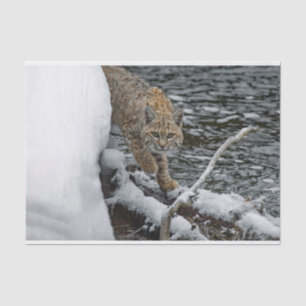 Bobcat Snow Water Photo Tissue Paper