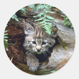 Bobcat-summer-young kitten in hollow log classic round sticker
