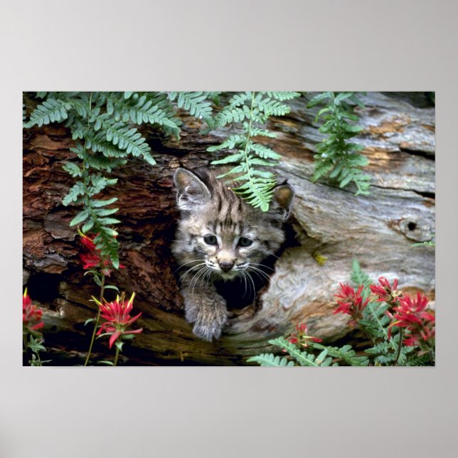 Bobcat-summer-young kitten in hollow log poster (Front)
