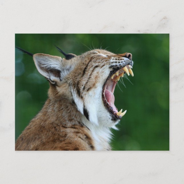 Bobcat Yawning Postcard (Front)