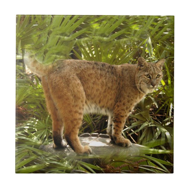 BobcatBCR004 Tile (Front)