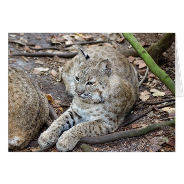 BobcatBCR017 (Front Horizontal)