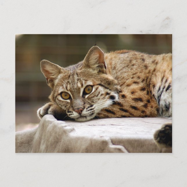 BobcatBCR018 Postcard (Front)