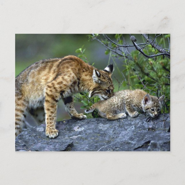 Bobcats-summer-mum with small kitten postcard (Front)