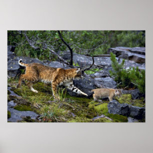 Bobcats-summer-mum with small kitten poster