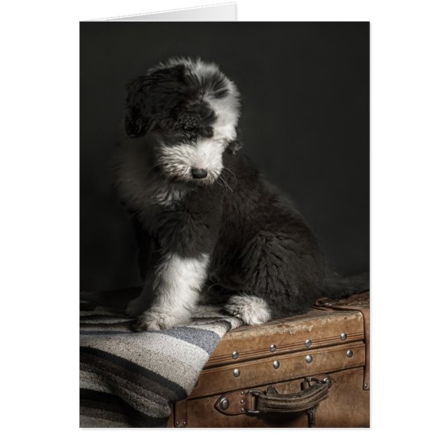 Bobtail puppy portrait in studio (Front)