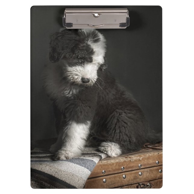 Bobtail puppy portrait in studio clipboard (Front)