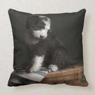 Bobtail puppy portrait in studio cushion