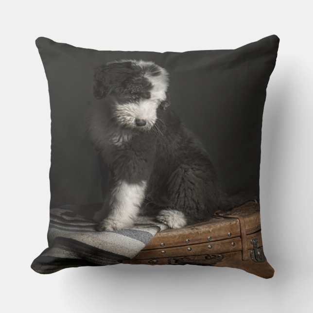 Bobtail puppy portrait in studio cushion (Front)
