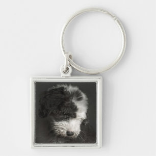 Bobtail puppy portrait in studio key ring